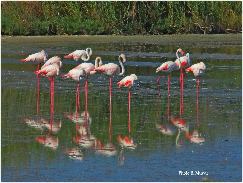 Caffè Connesso Molentargius